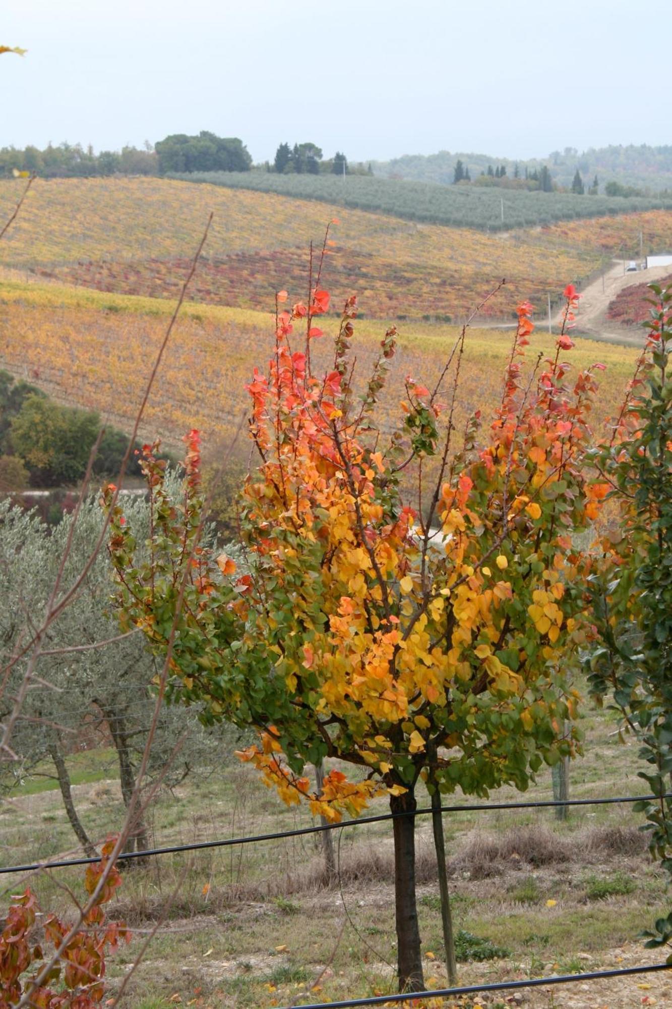 San Donato in Poggio Le Terrazze Del Chianti B&B Residenza D'Epoca E Di Charme מראה חיצוני תמונה